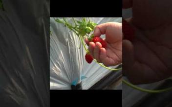 경남통일농업협력회  딸기수확 체험 이미지